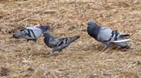 Rock Pigeons 4238